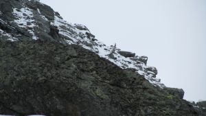 Steinbock