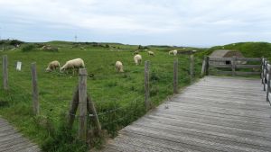 Sheep won't mind.