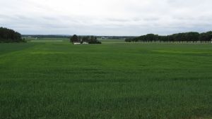 Lille Krysstjern