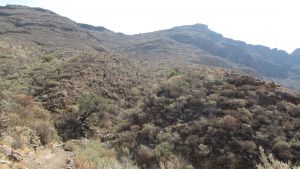 Camino Rural Las Vueltas de Adeje