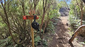 PR 6.5 Verreda do Pico Fernandes