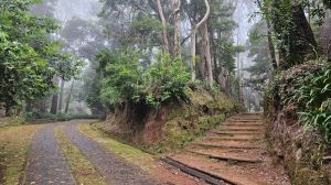 Santo da Serra