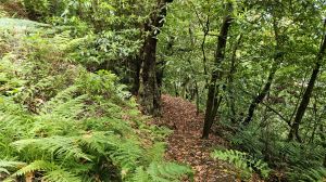 Levada dos Tornos