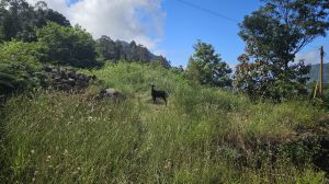 Levada Faj� do Rodrigues