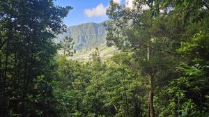 Levada Faj� do Rodrigues