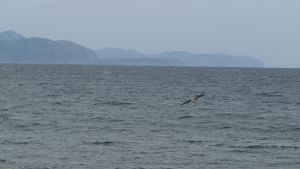 Son Serra de Marina