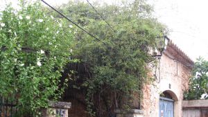 Alar�