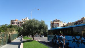 Palma
