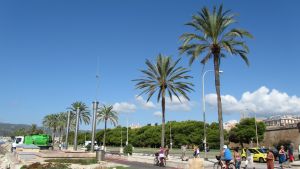 Palma