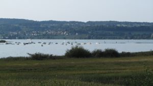 Z�richsee-Damm
