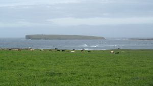 Orkneys