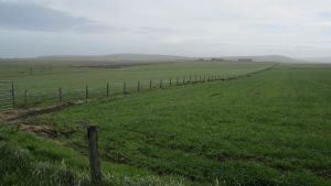 Orkneys