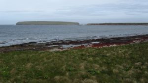 Orkneys