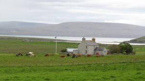 Orkneys