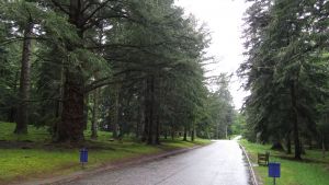 Balmoral