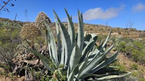 Monumento Natural del Barranco de Fasnia y G��mar