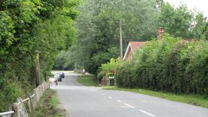 The New Forest.