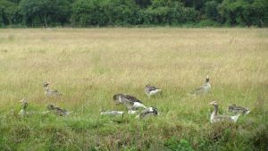 Farmoor Reservoir, Kanal.